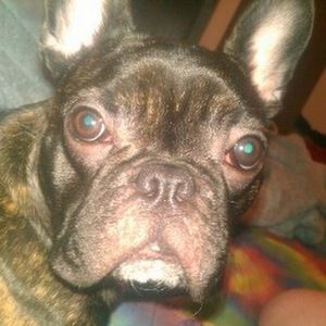 Meet your Posher, Casey